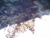 IMG0294A.JPG