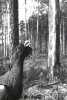 1994 большой01.jpg