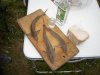 DSC07177.JPG