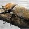 Жук