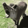 Tapir