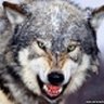 hunter_59_rus