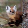 Marten