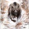 ursa