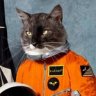 Spacecat