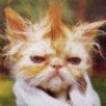 aleksei-1512